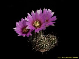 Echinocereus fendleri ssp. rectispinus 784